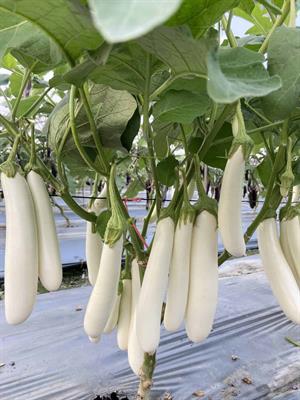 White Eggplant  Long 1000 Seeds 