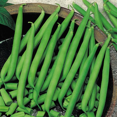 French Bean  Seeds approx 20 seeds