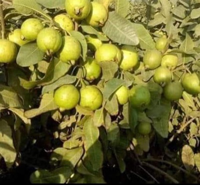 Organic Guava Seeds "Amrood Fruit Seeds" approx 100 seeds