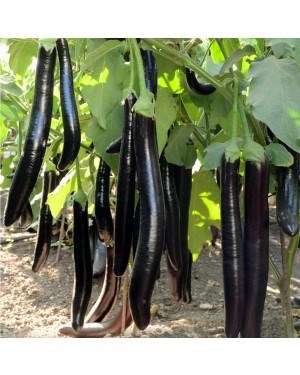 Eggplant black long Hybrid F1