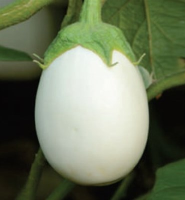 Eggplant  White Round Shape  Hybrid F1