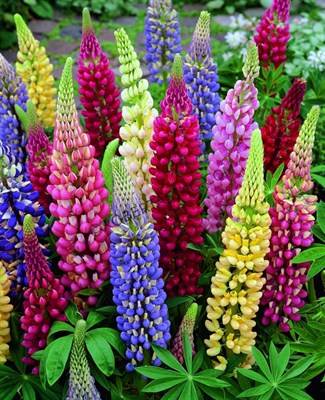  LUPINUS POLYPHYLLUS RUSSELL STRAIN MIXED 15 SEEDS