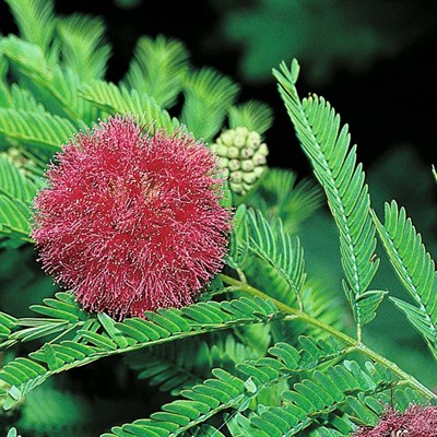 Mimosa pudica  approx 40 seeds