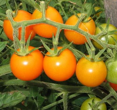Tomato Cherry Orange Organic Tomato Seed Packet: 20 Seeds. ID:654