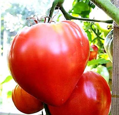 Oxheart Tomato  Approx: 15 seeds