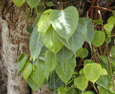  Tree " Pipal "  Seeds  approx 100 seeds  