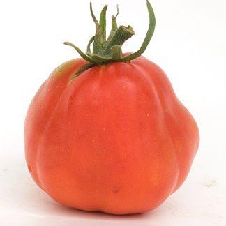 RED PEAR TOMATO APPROX.15 SEEDS