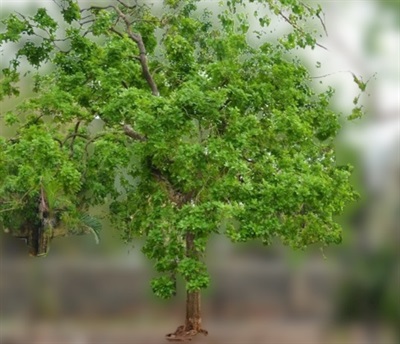 Soapberry trees Seeds ''Reetha '' 