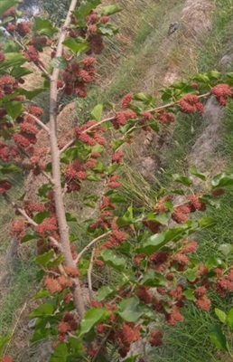 Mulberries seeds "shahtoot tree seeds" approx 100 seeds