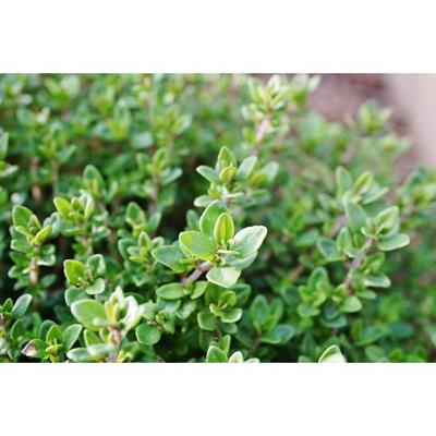 THYME  Approx . 100 seeds 