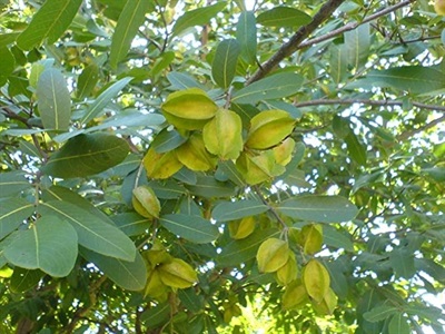 Terminalia arjuna "Arjun Tree "  approx 5 seeds  ID:1005