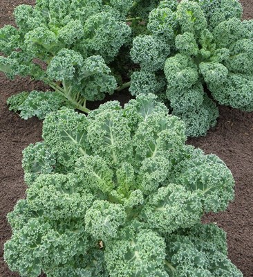  kale curled 30 seeds