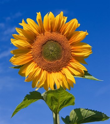 Helianthus Sun Flower