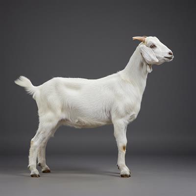 Goat Package-2