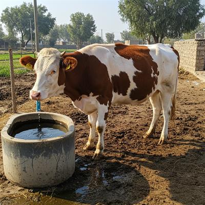 Cow Package-3 (80-100 Kgs)