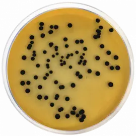 Salmonella Shigella Agar (SS Agar) 500gm