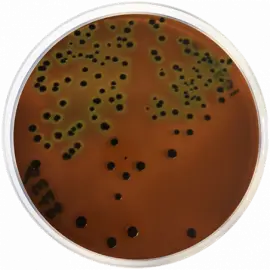 Eosin Methylene Blue Agar (EMB) 500gm in Pakistan for Rs. 24000.00