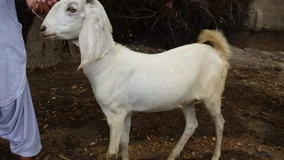 23- 28 kg goat