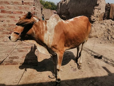 Qurbani Cow (Portion)