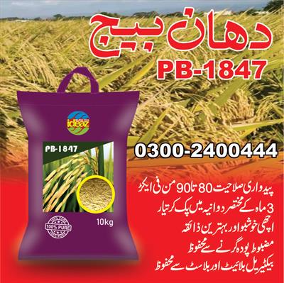 Rice Seed PB-1847