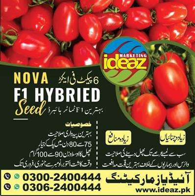 Nova F1 Hybrid (Tomato Seed)