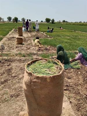 Nasar Pori Onion Nursri