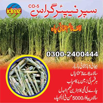 Super Nepier Grass CO5